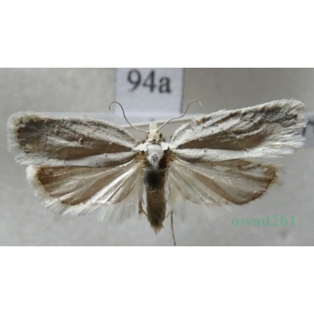 Acleris logiana (Clerck, 1759) Czech94a